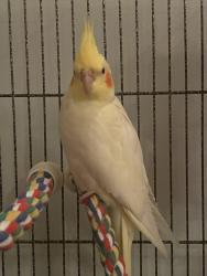Lost Female Bird last seen Robbinsville town center, Robbinsville Township, NJ 08691