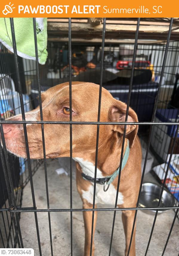 Found/Stray Female Dog last seen Central & Pine st., Summerville, SC 29483