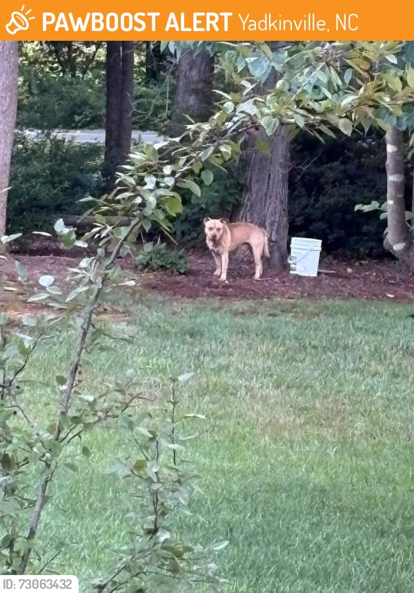 Found/Stray Unknown Dog last seen Gentry Family Funeral Home in Yadkinville, Yadkinville, NC 27055