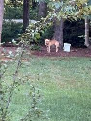 Found/Stray Unknown Dog last seen Gentry Family Funeral Home in Yadkinville, Yadkinville, NC 27055