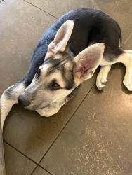 Found/Stray Male Dog last seen Walker and Cooper Young, Memphis, TN 38114
