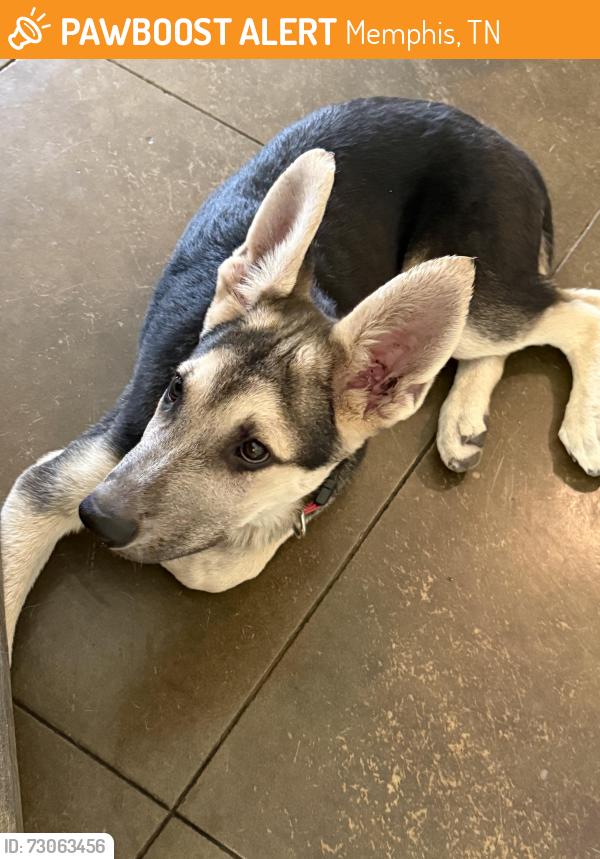 Found/Stray Male Dog last seen Walker and Cooper Young, Memphis, TN 38114
