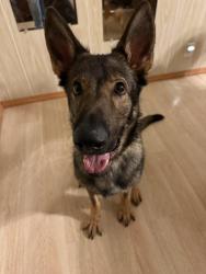 Lost Male Dog last seen 3rd and elm, Imperial Beach, CA 91932
