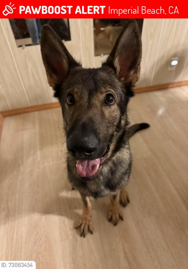 Lost Male Dog last seen 3rd and elm, Imperial Beach, CA 91932