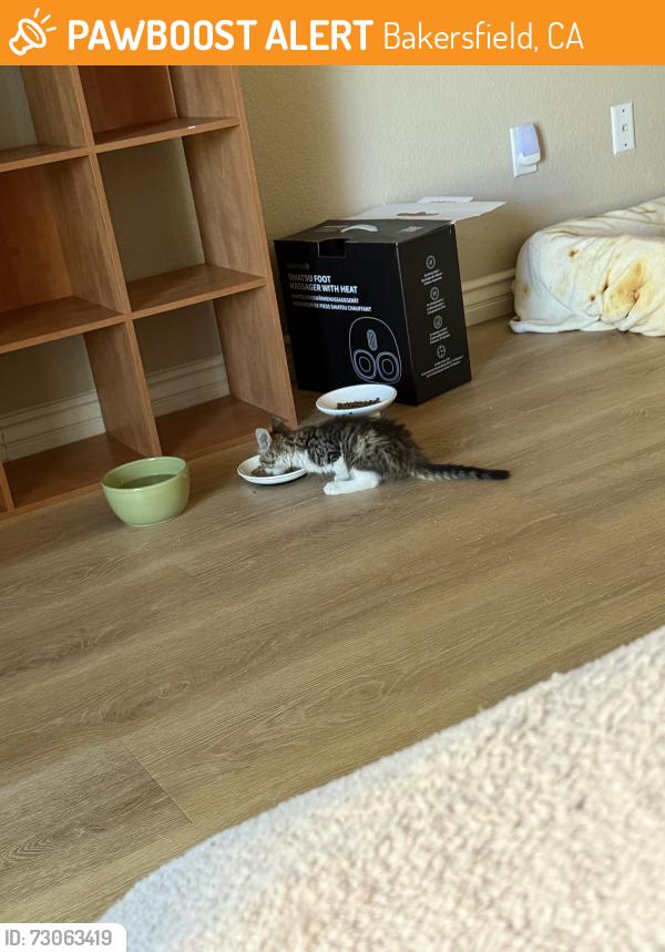 Found/Stray Female Cat last seen Kroll Way and Gosford - by the Vineyard and The Shores Neighborhoods, Bakersfield, CA 93309