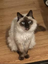 Lost Male Cat last seen 12th and Palos Verdes street in San Pedro Ca., Los Angeles, CA 90731