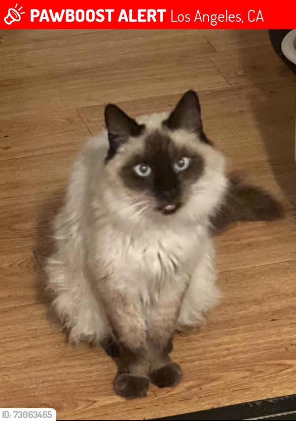 Lost Male Cat last seen 12th and Palos Verdes street in San Pedro Ca., Los Angeles, CA 90731