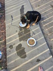 Found/Stray Male Dog last seen On w 7th St down the street from IHOP, Hanford, CA 93230
