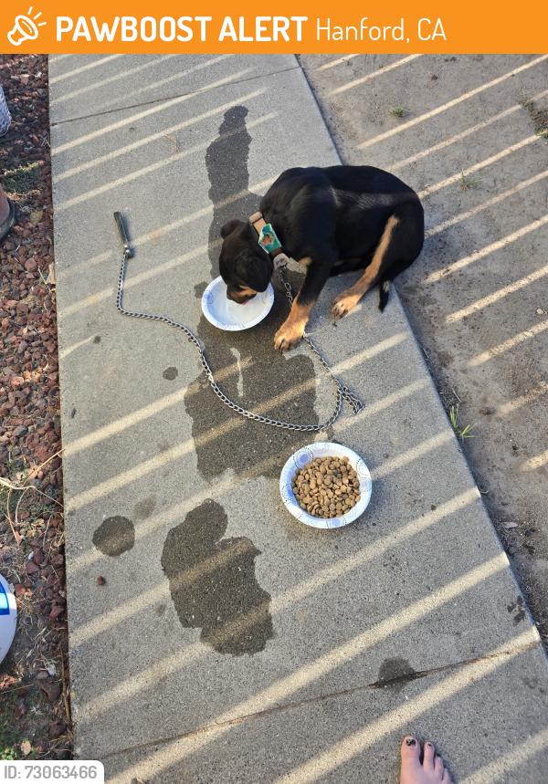 Found/Stray Male Dog last seen On w 7th St down the street from IHOP, Hanford, CA 93230