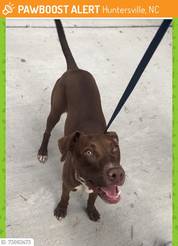 Found/Stray Female Dog last seen By the dogpark/greenway, Huntersville, NC 28078