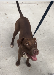Found/Stray Female Dog last seen By the dogpark/greenway, Huntersville, NC 28078