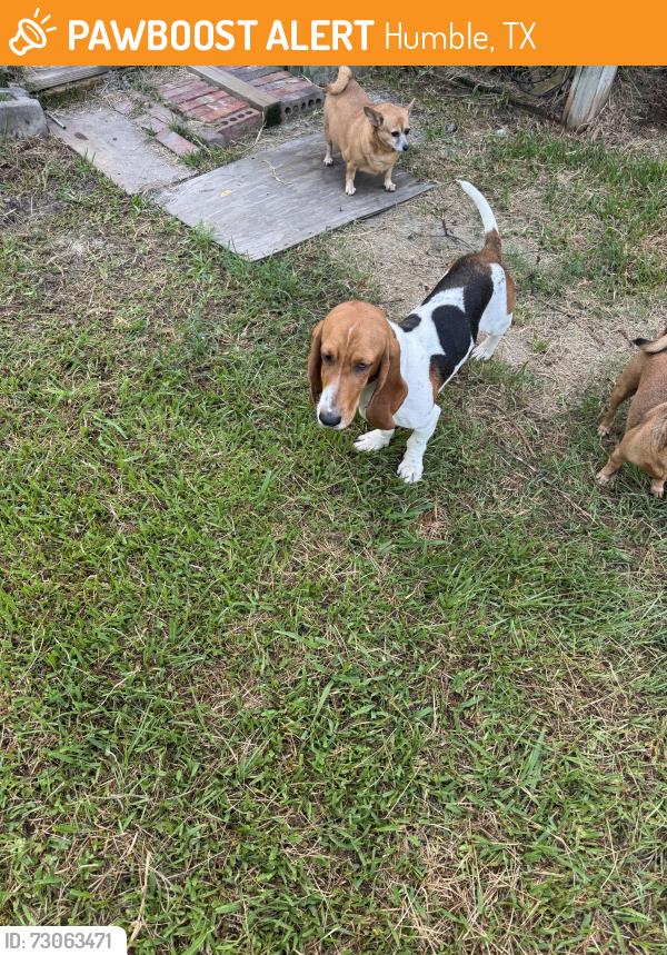 Found/Stray Female Dog last seen Near Salina Ln Humble TX 77396, Humble, TX 77347