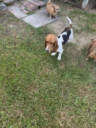 Found/Stray Female Dog last seen Near Salina Ln Humble TX 77396, Humble, TX 77347
