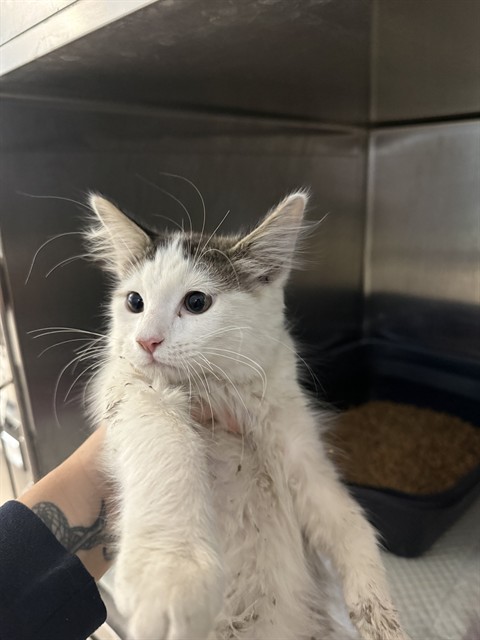 Shelter Stray Male Cat last seen Near BLK S MT VERNON AVE BAKERSFIELD,CA, 201 S Mt Vernon Ave, Bakersfield, CA 93307, USA