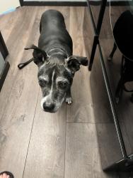Reunited Female Dog last seen Orchard Dr., Melbourne grand Haven, Grand Haven, FL 32940