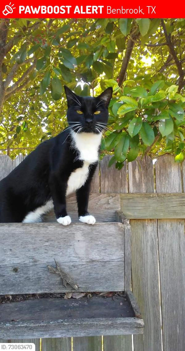Lost Female Cat last seen Mary's Creek north area., Benbrook, TX 76116