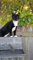 Lost Female Cat last seen Mary's Creek north area., Benbrook, TX 76116