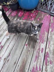 Found/Stray Unknown Cat last seen Brookside Village behind Sam’s Club on 28th st, Kentwood, MI 49512