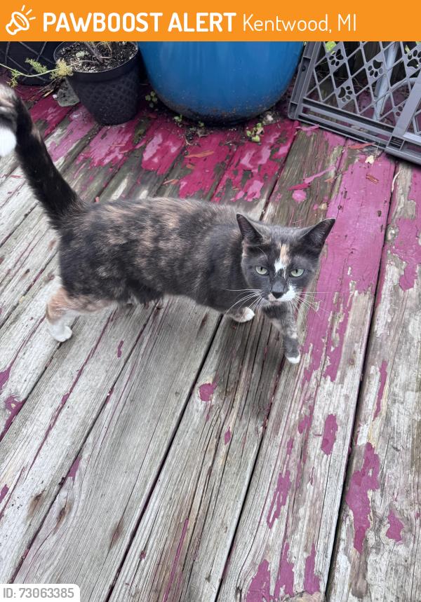Found/Stray Unknown Cat last seen Brookside Village behind Sam’s Club on 28th st, Kentwood, MI 49512