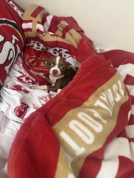 Lost Female Dog last seen Henderson and Rosa, Sunnyvale, CA 94086