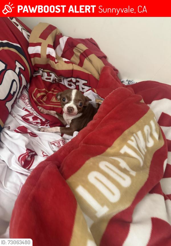 Lost Female Dog last seen Henderson and Rosa, Sunnyvale, CA 94086