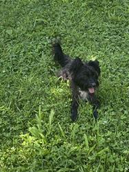 Lost Male Dog last seen North Hanley Rd, St. Louis, MO 63121