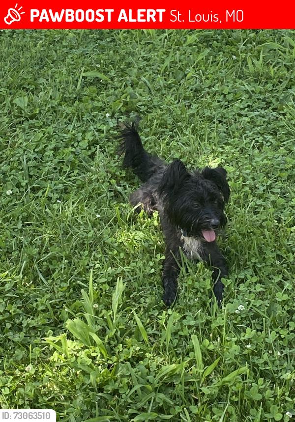 Lost Male Dog last seen North Hanley Rd, St. Louis, MO 63121