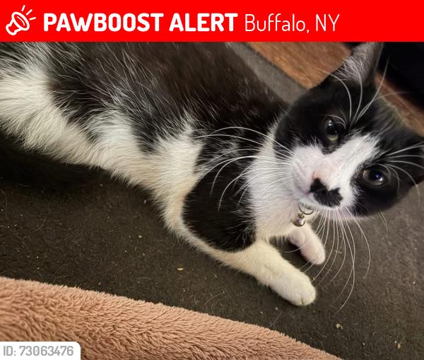 Lost Male Cat last seen Parkview & Zittel area, Buffalo, NY 14210