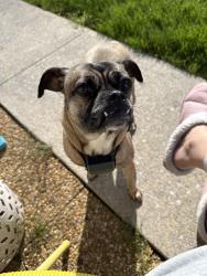 Lost Female Dog last seen Walmart and 422, Palmyra Township, PA 18426