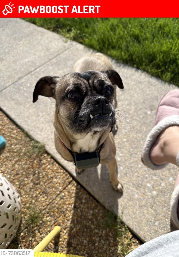 Lost Female Dog last seen Walmart and 422, Palmyra Township, PA 18426