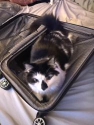 Reunited Male Cat last seen Near US-9, Wappingers Falls, NY 12590, USA, Wappingers Falls, NY 12590