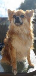 Lost Female Dog last seen Mack and McKinney streets, Denton, TX 76209