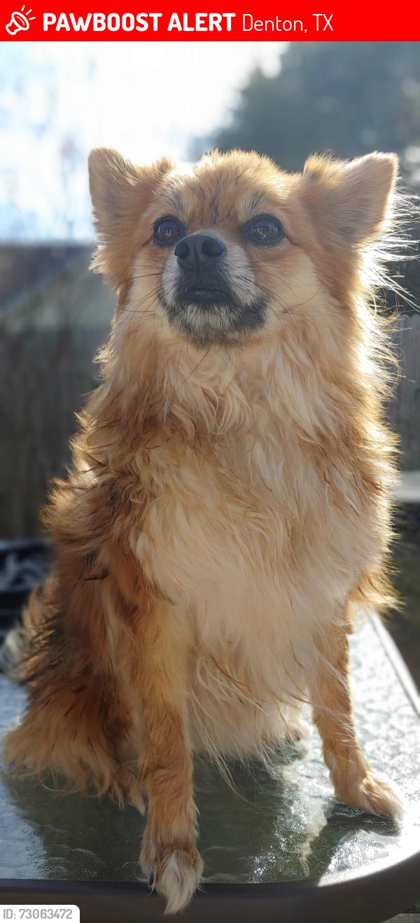 Lost Female Dog last seen Mack and McKinney streets, Denton, TX 76209