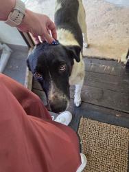 Found/Stray Male Dog last seen Muskogee & Beulah roads, Cantonment, FL 32533