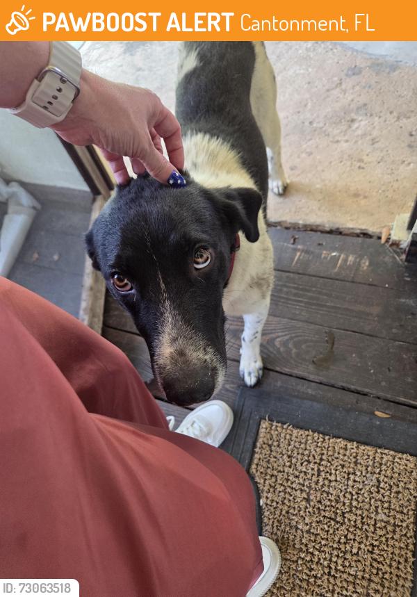 Found/Stray Male Dog last seen Muskogee & Beulah roads, Cantonment, FL 32533