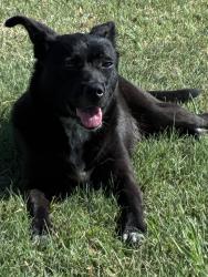 Found/Stray Female Dog last seen Near Cardiff St, Grand Prairie, TX 75051, Grand Prairie, TX 75051
