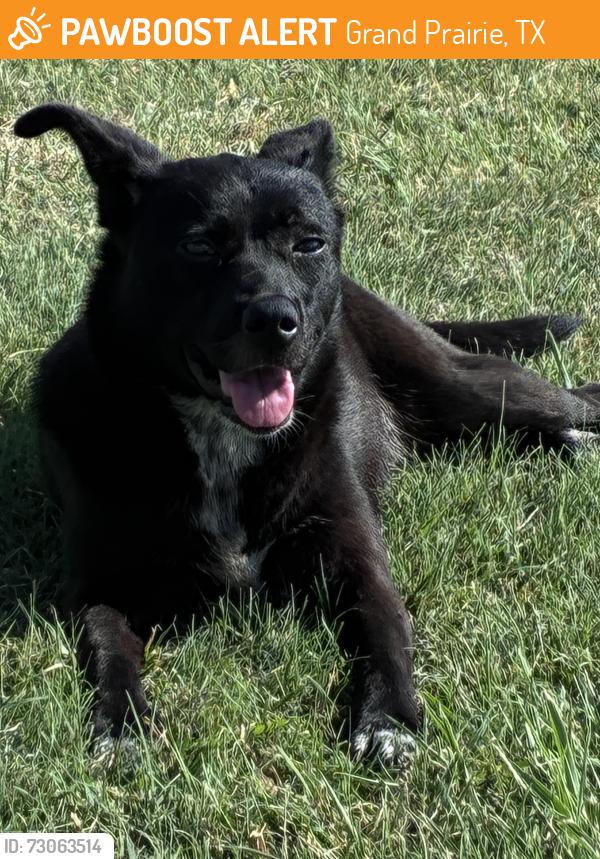 Found/Stray Female Dog last seen Near Cardiff St, Grand Prairie, TX 75051, Grand Prairie, TX 75051