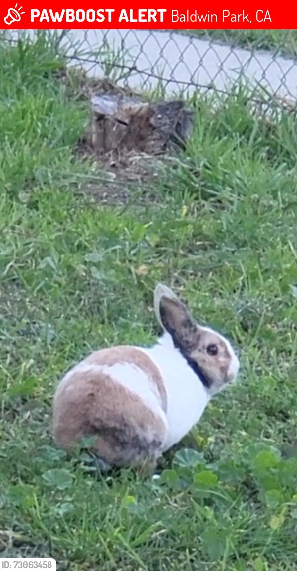 Lost Male Rabbit last seen Center st and Valle vista ave, Baldwin Park, CA 91706