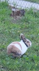 Lost Male Rabbit last seen Center st and Valle vista ave, Baldwin Park, CA 91706