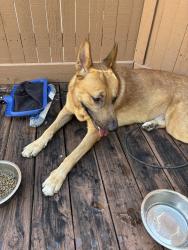 Found/Stray Male Dog last seen winding way ct and windhaven lane, Dallas, TX 75287