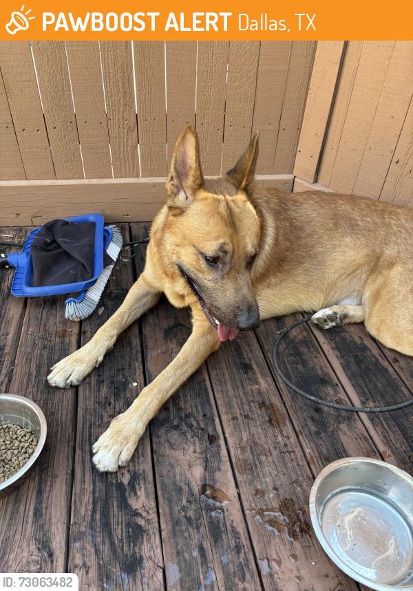Found/Stray Male Dog last seen winding way ct and windhaven lane, Dallas, TX 75287