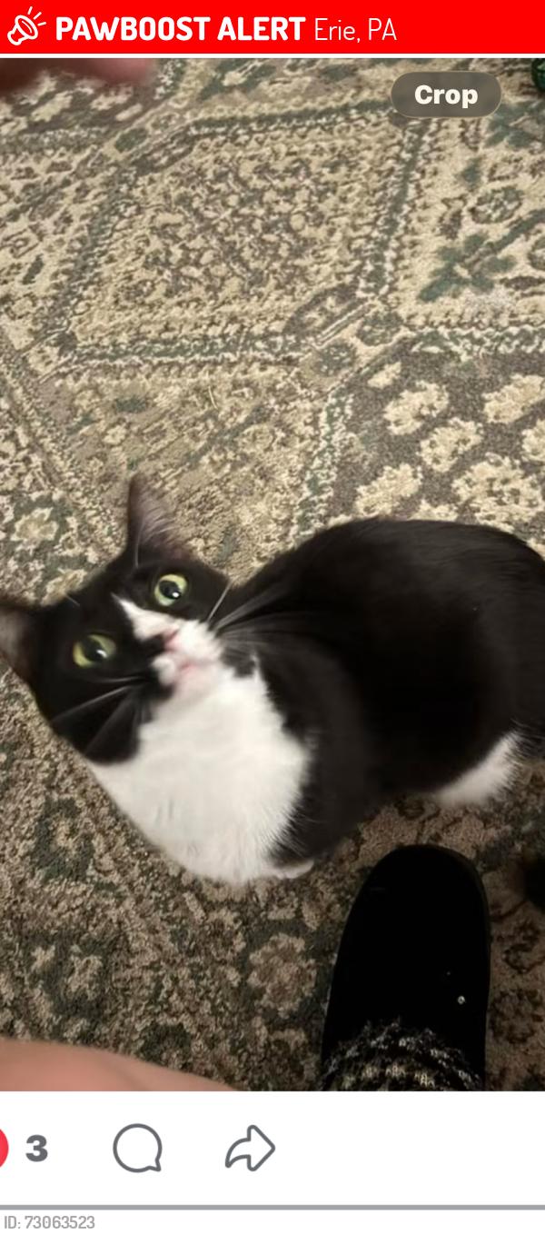 Lost Female Cat last seen Near east 27th street, Erie, PA 16504