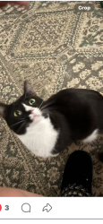 Lost Female Cat last seen Near east 27th street, Erie, PA 16504