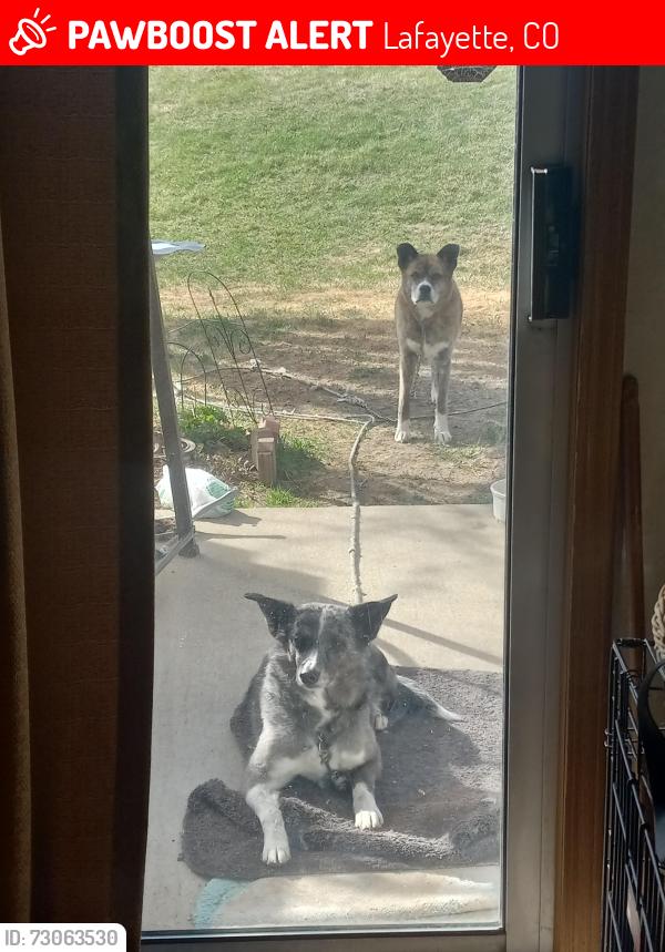 Lost Female Dog last seen apmt complex on 119th and baseline rd. Ran off at dog park followed her to trail behind apmts where she disappeared, Lafayette, CO 80026