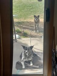 Lost Female Dog last seen apmt complex on 119th and baseline rd. Ran off at dog park followed her to trail behind apmts where she disappeared, Lafayette, CO 80026