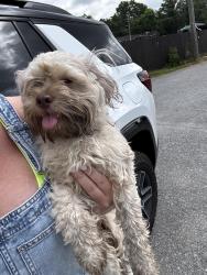 Found/Stray Unknown Dog last seen 109/los Toritos Mexican restaurant, Gallatin, TN 37066