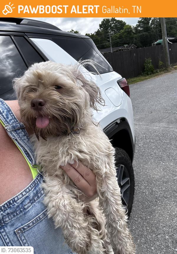 Found/Stray Unknown Dog last seen 109/los Toritos Mexican restaurant, Gallatin, TN 37066