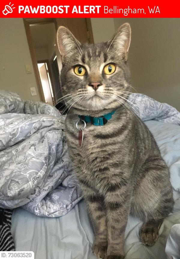 Lost Male Cat last seen E Maryland st and Nevada, Bellingham, WA 98226
