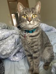 Lost Male Cat last seen E Maryland st and Nevada, Bellingham, WA 98226