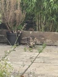 Reunited Unknown Cat last seen Woodside Avenue/Woodside Park/Cobden Road, Greater London, England SE25 5NU